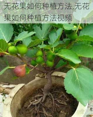 无花果如何种植方法,无花果如何种植方法视频