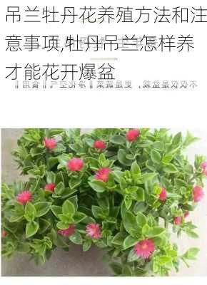 吊兰牡丹花养殖方法和注意事项,牡丹吊兰怎样养才能花开爆盆