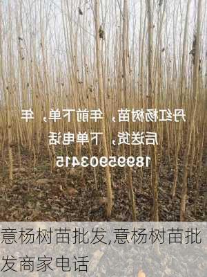 意杨树苗批发,意杨树苗批发商家电话