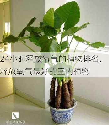 24小时释放氧气的植物排名,释放氧气最好的室内植物-第3张图片-花卉百科