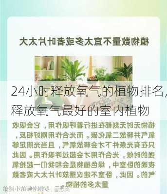 24小时释放氧气的植物排名,释放氧气最好的室内植物-第2张图片-花卉百科