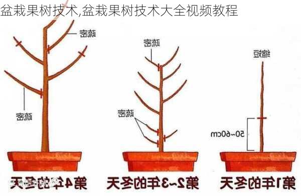 盆栽果树技术,盆栽果树技术大全视频教程-第1张图片-花卉百科