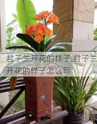 君子兰开花的样子,君子兰开花的样子怎么写