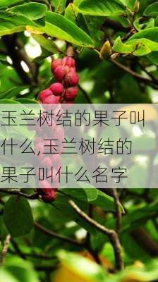 玉兰树结的果子叫什么,玉兰树结的果子叫什么名字