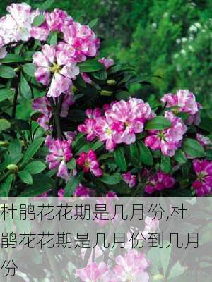 杜鹃花花期是几月份,杜鹃花花期是几月份到几月份