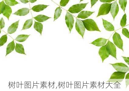 树叶图片素材,树叶图片素材大全-第2张图片-花卉百科