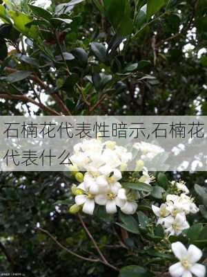 石楠花代表性暗示,石楠花代表什么