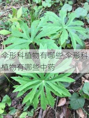 伞形科植物有哪些,伞形科植物有哪些中药-第1张图片-花卉百科