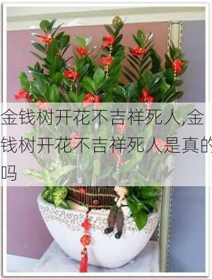 金钱树开花不吉祥死人,金钱树开花不吉祥死人是真的吗