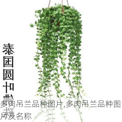 多肉吊兰品种图片,多肉吊兰品种图片及名称-第2张图片-花卉百科