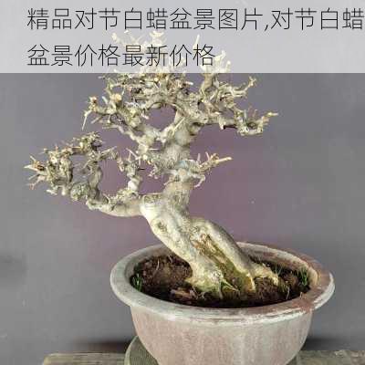 精品对节白蜡盆景图片,对节白蜡盆景价格最新价格