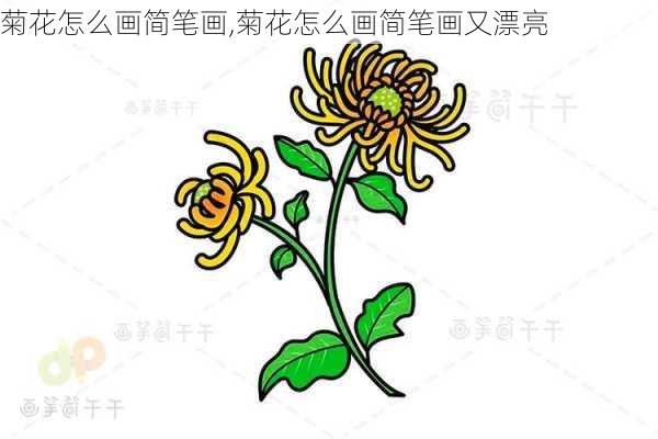 菊花怎么画简笔画,菊花怎么画简笔画又漂亮-第2张图片-花卉百科