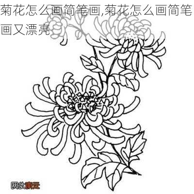 菊花怎么画简笔画,菊花怎么画简笔画又漂亮-第3张图片-花卉百科