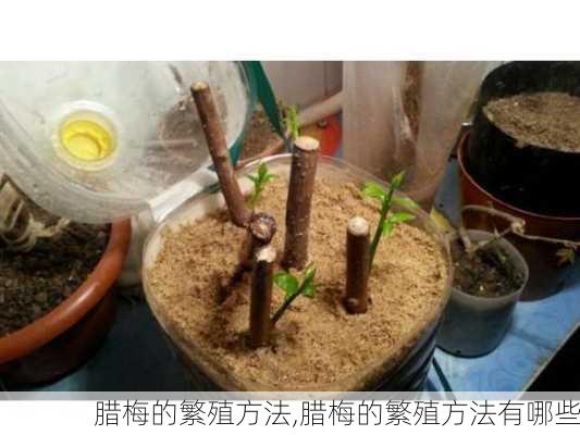 腊梅的繁殖方法,腊梅的繁殖方法有哪些