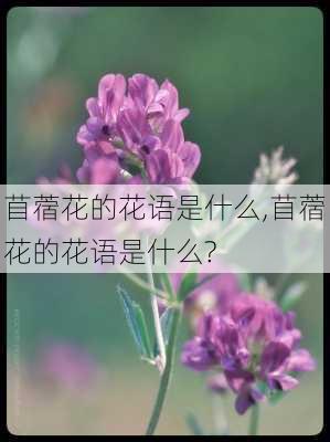 苜蓿花的花语是什么,苜蓿花的花语是什么?-第1张图片-花卉百科