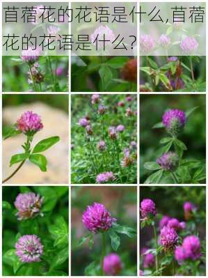 苜蓿花的花语是什么,苜蓿花的花语是什么?-第2张图片-花卉百科