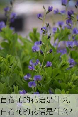 苜蓿花的花语是什么,苜蓿花的花语是什么?-第3张图片-花卉百科