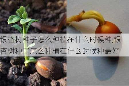 银杏树种子怎么种植在什么时候种,银杏树种子怎么种植在什么时候种最好