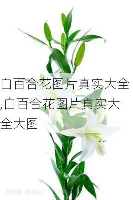 白百合花图片真实大全,白百合花图片真实大全大图