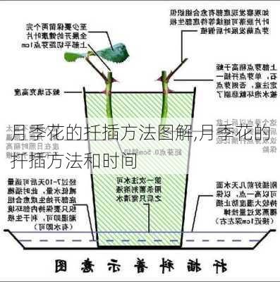 月季花的扦插方法图解,月季花的扦插方法和时间