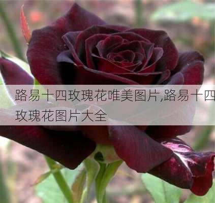 路易十四玫瑰花唯美图片,路易十四玫瑰花图片大全