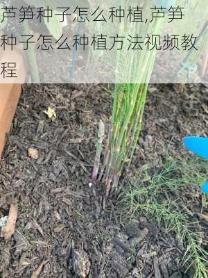 芦笋种子怎么种植,芦笋种子怎么种植方法视频教程