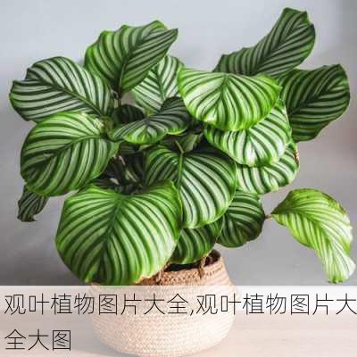 观叶植物图片大全,观叶植物图片大全大图