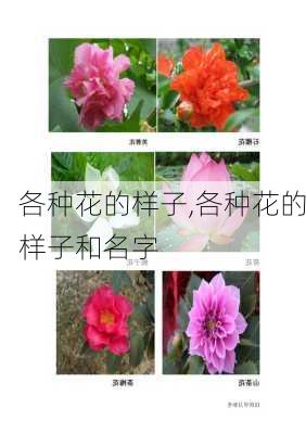 各种花的样子,各种花的样子和名字