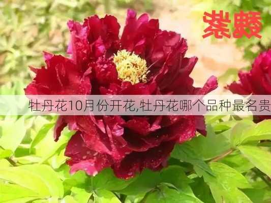 牡丹花10月份开花,牡丹花哪个品种最名贵