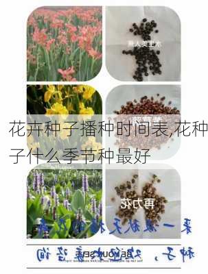 花卉种子播种时间表,花种子什么季节种最好