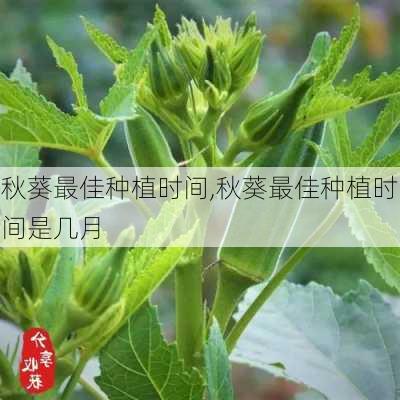 秋葵最佳种植时间,秋葵最佳种植时间是几月-第1张图片-花卉百科