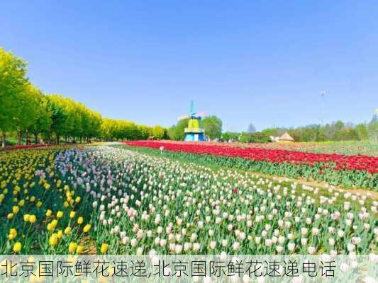 北京国际鲜花速递,北京国际鲜花速递电话-第2张图片-花卉百科