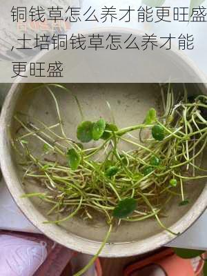 铜钱草怎么养才能更旺盛,土培铜钱草怎么养才能更旺盛-第3张图片-花卉百科