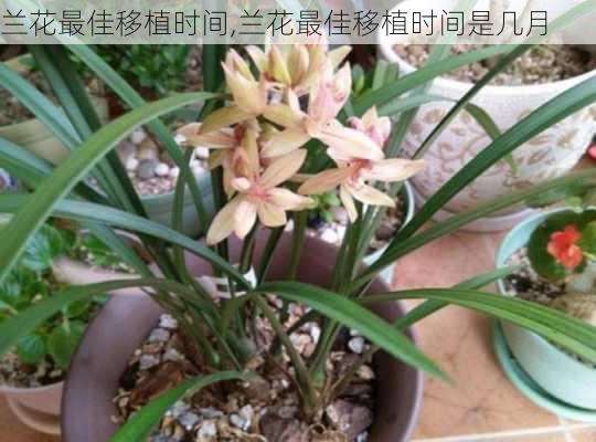 兰花最佳移植时间,兰花最佳移植时间是几月-第1张图片-花卉百科