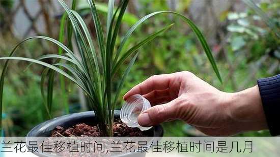 兰花最佳移植时间,兰花最佳移植时间是几月-第3张图片-花卉百科