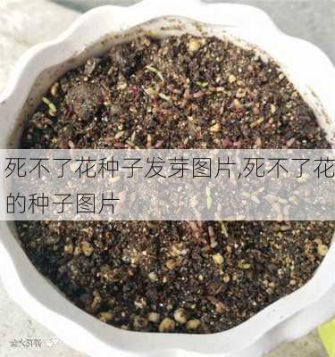 死不了花种子发芽图片,死不了花的种子图片-第3张图片-花卉百科