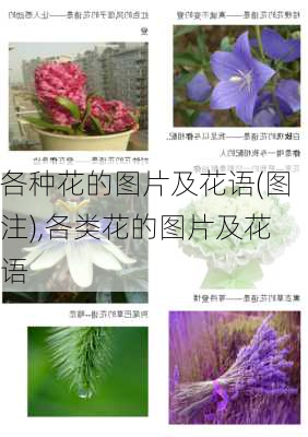 各种花的图片及花语(图注),各类花的图片及花语-第1张图片-花卉百科