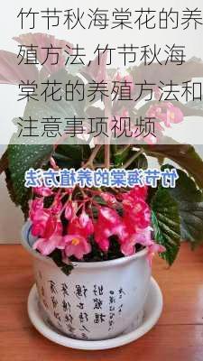 竹节秋海棠花的养殖方法,竹节秋海棠花的养殖方法和注意事项视频-第2张图片-花卉百科