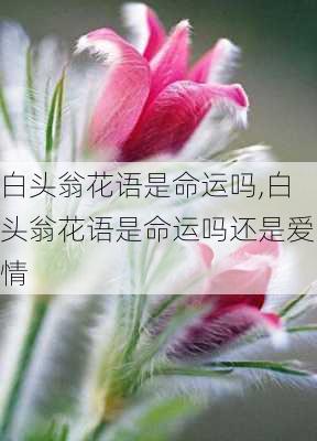 白头翁花语是命运吗,白头翁花语是命运吗还是爱情