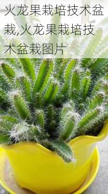 火龙果栽培技术盆栽,火龙果栽培技术盆栽图片-第3张图片-花卉百科