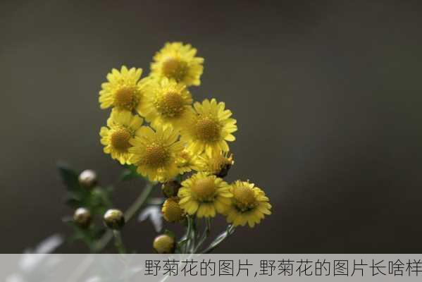 野菊花的图片,野菊花的图片长啥样