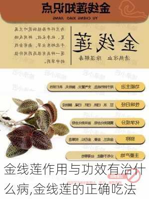 金线莲作用与功效有治什么病,金线莲的正确吃法-第2张图片-花卉百科