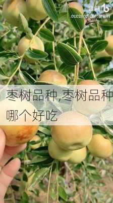 枣树品种,枣树品种哪个好吃-第2张图片-花卉百科