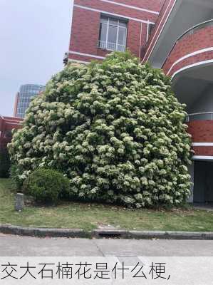 交大石楠花是什么梗,-第1张图片-花卉百科