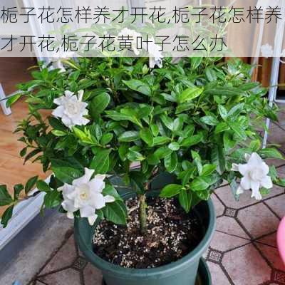 栀子花怎样养才开花,栀子花怎样养才开花,栀子花黄叶子怎么办-第2张图片-花卉百科