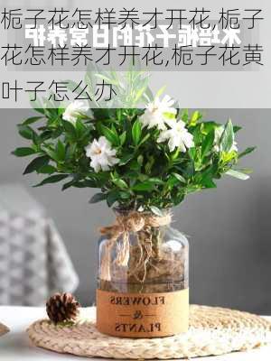 栀子花怎样养才开花,栀子花怎样养才开花,栀子花黄叶子怎么办