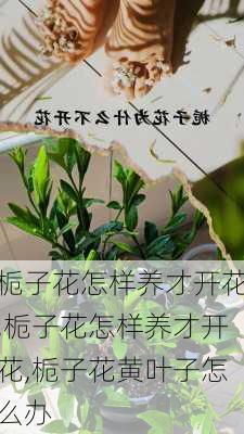 栀子花怎样养才开花,栀子花怎样养才开花,栀子花黄叶子怎么办-第3张图片-花卉百科