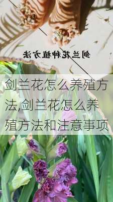 剑兰花怎么养殖方法,剑兰花怎么养殖方法和注意事项-第2张图片-花卉百科