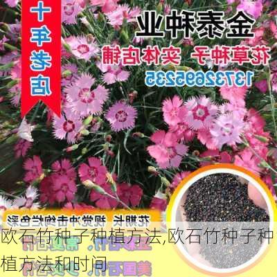 欧石竹种子种植方法,欧石竹种子种植方法和时间-第1张图片-花卉百科