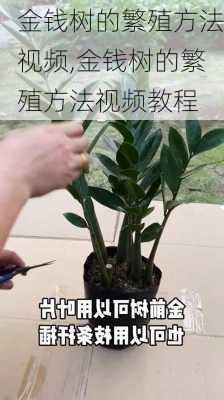 金钱树的繁殖方法视频,金钱树的繁殖方法视频教程-第2张图片-花卉百科